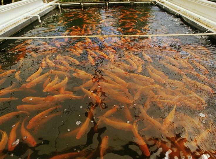 Aquaculture