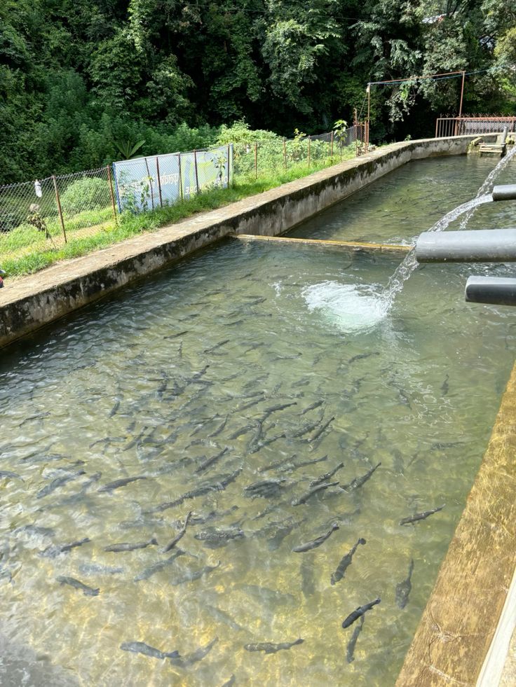 Aquaculture